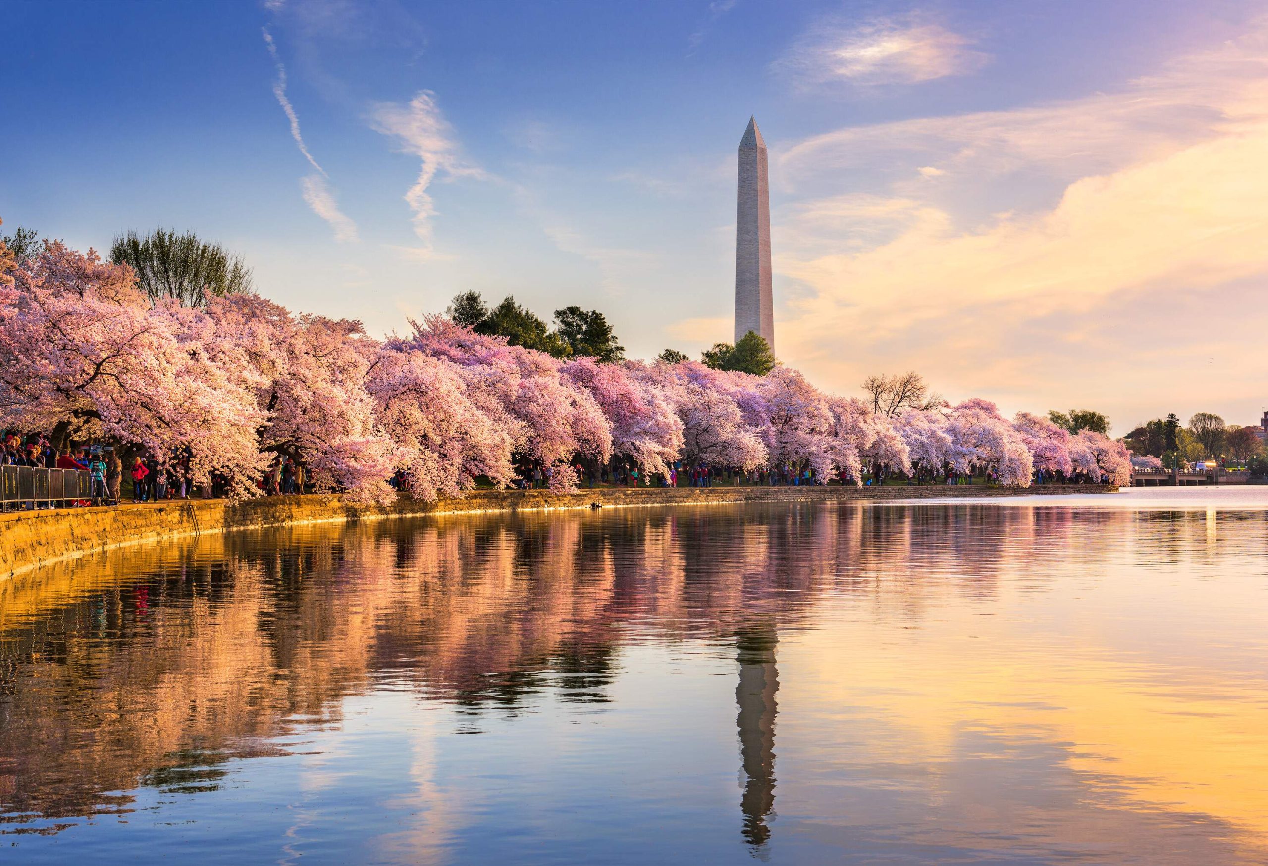 The Tidal Basin surrounded by beautiful cherry blossom trees in full bloom with a view of an imposing Washington Monument.