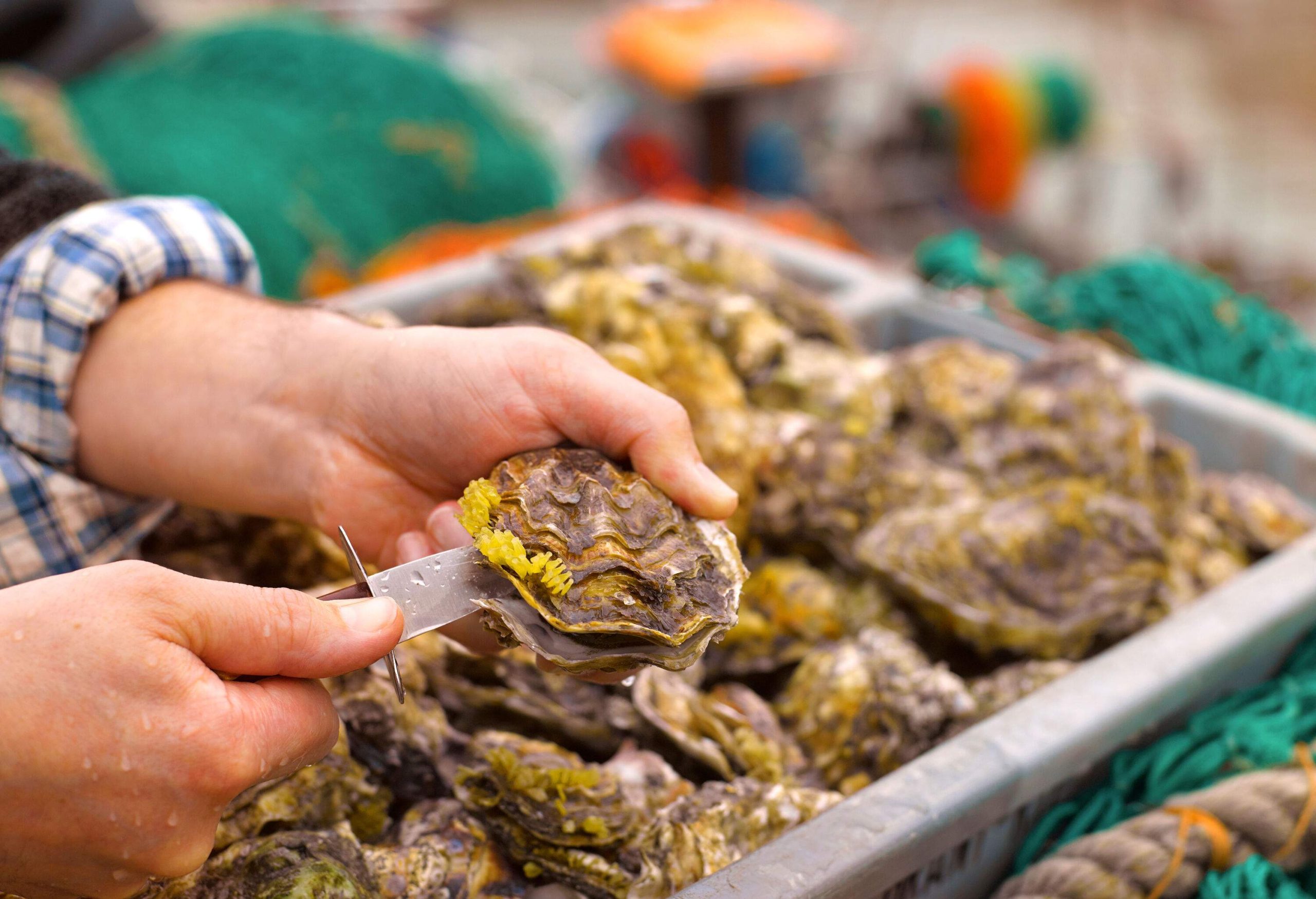 A hand opening a fresh oyster with a knife.