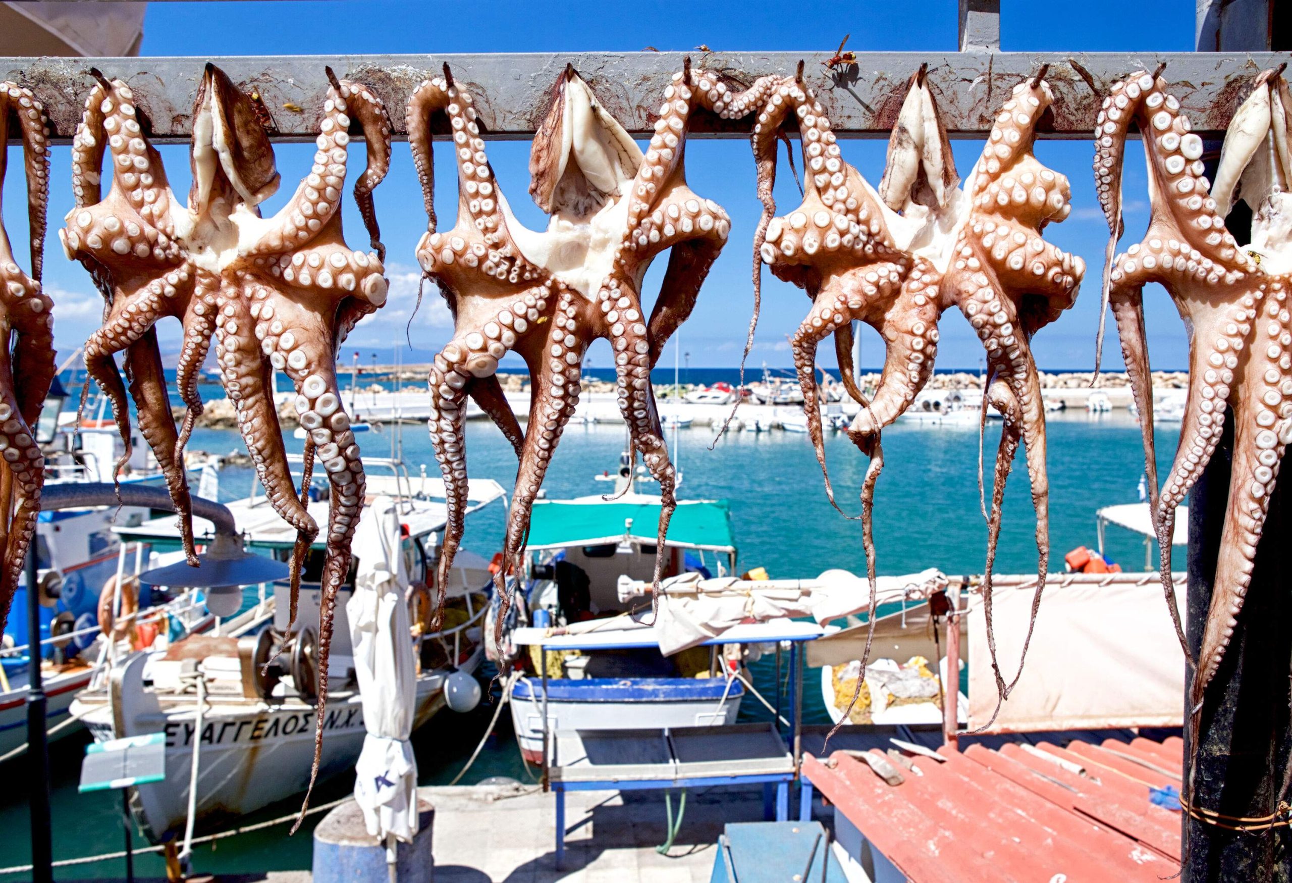 Rows of fresh octopus hanging out to dry in the sun.