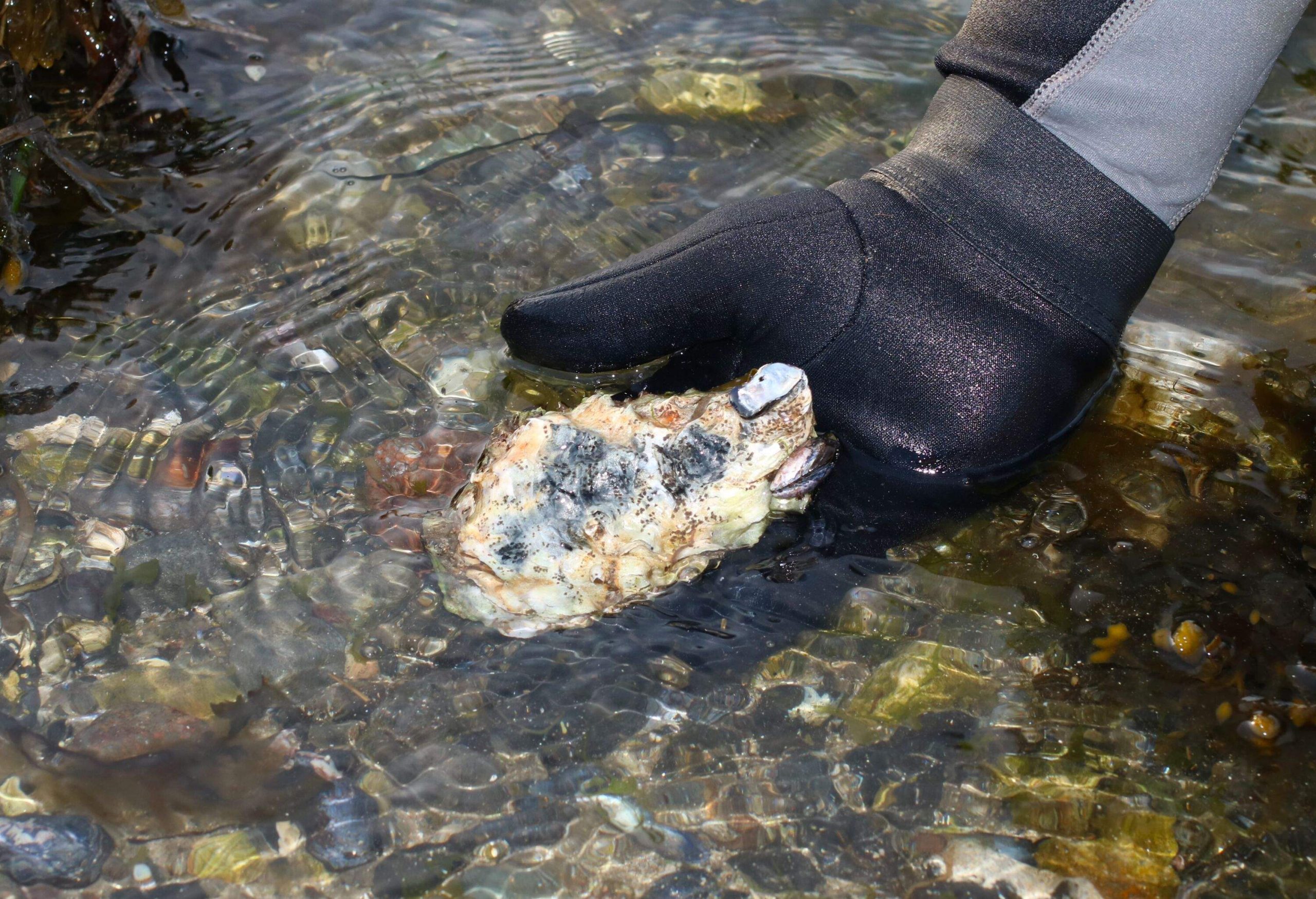 Harvesting Shellfish from the sea, Oysters (Crassostrea giga) the best for Gourmet Seafood