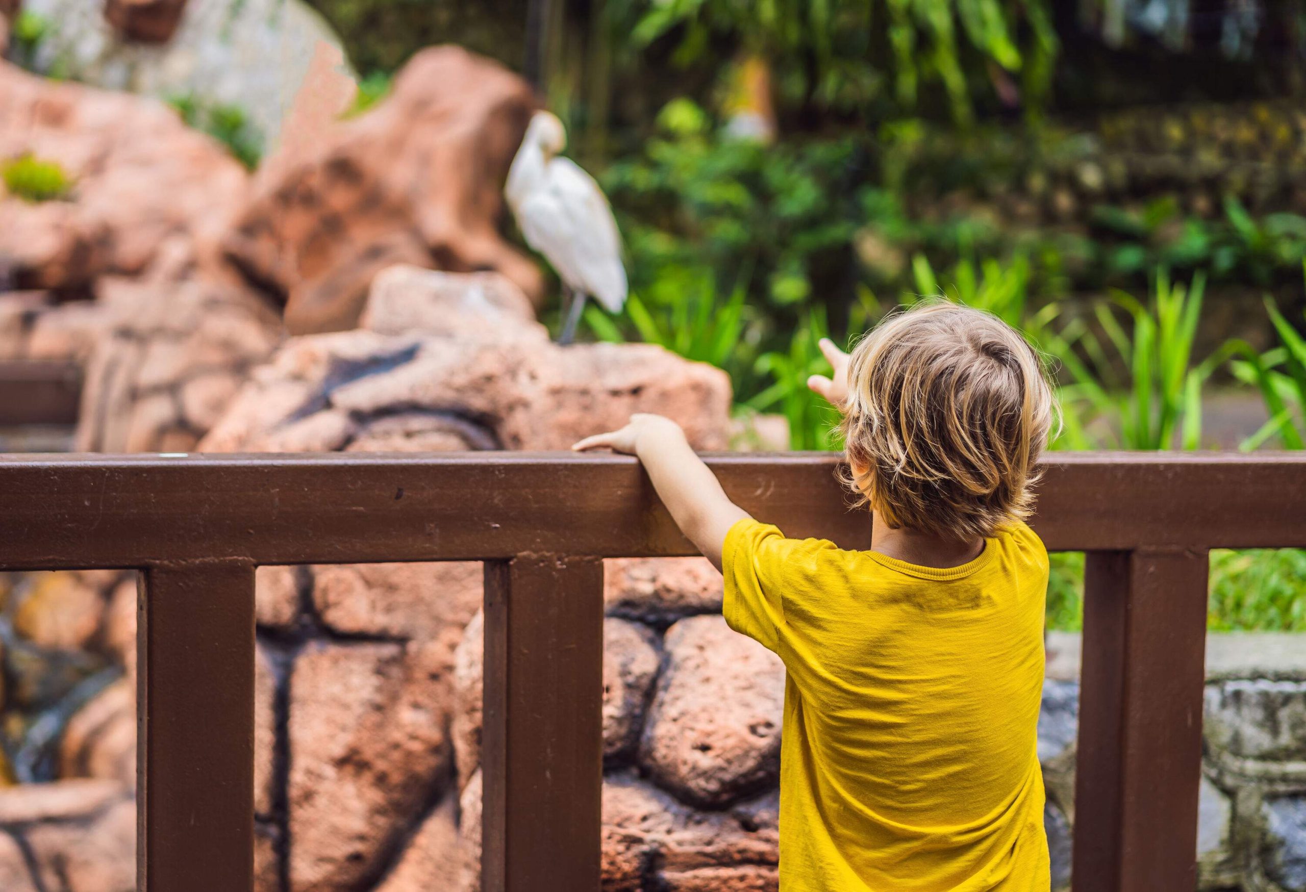 A curious boy gazes at the diverse array of birds from behind a guardrail at an aviary.
