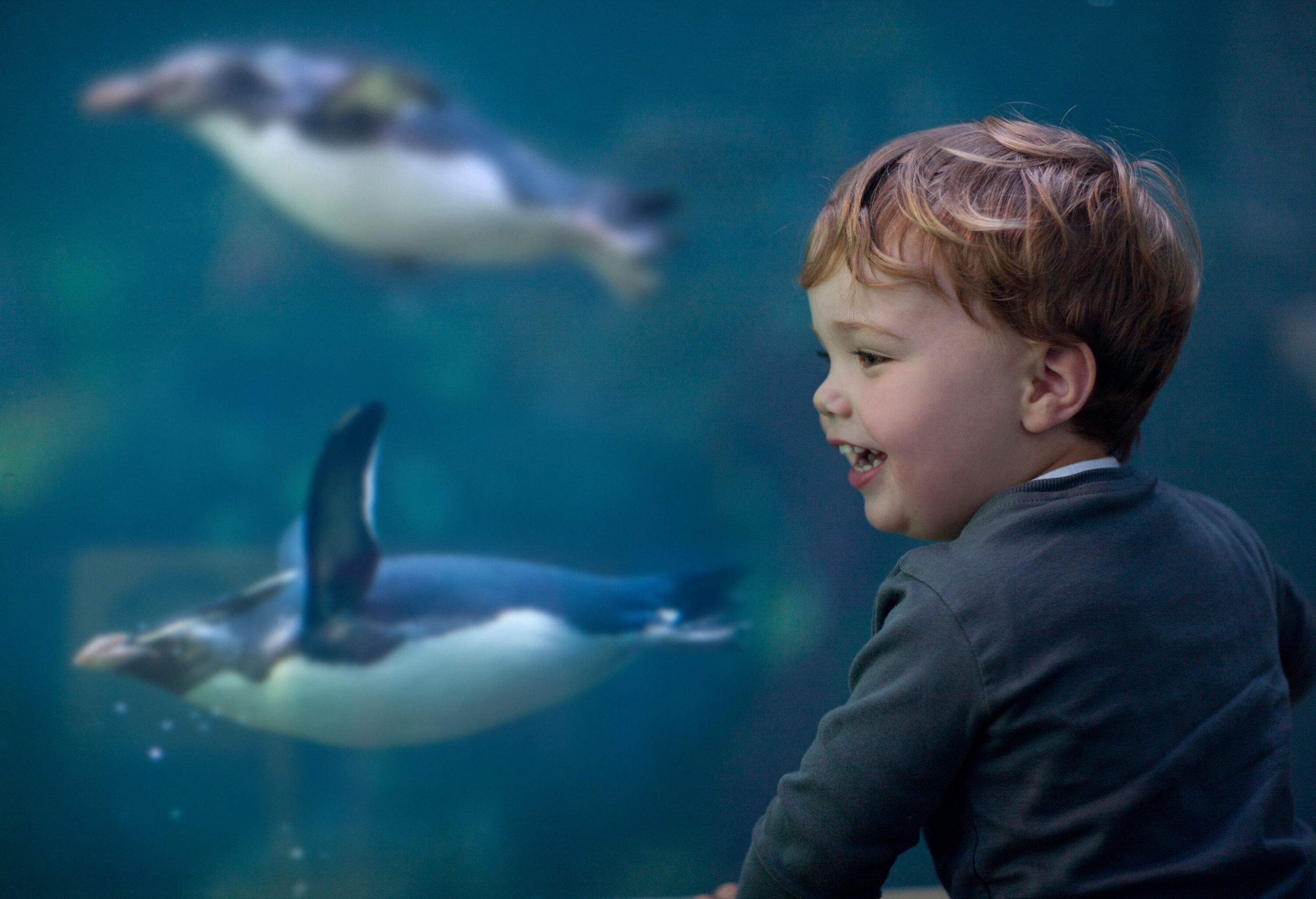 A brunette kid smiles in front of an aquarium with swimming penguins.