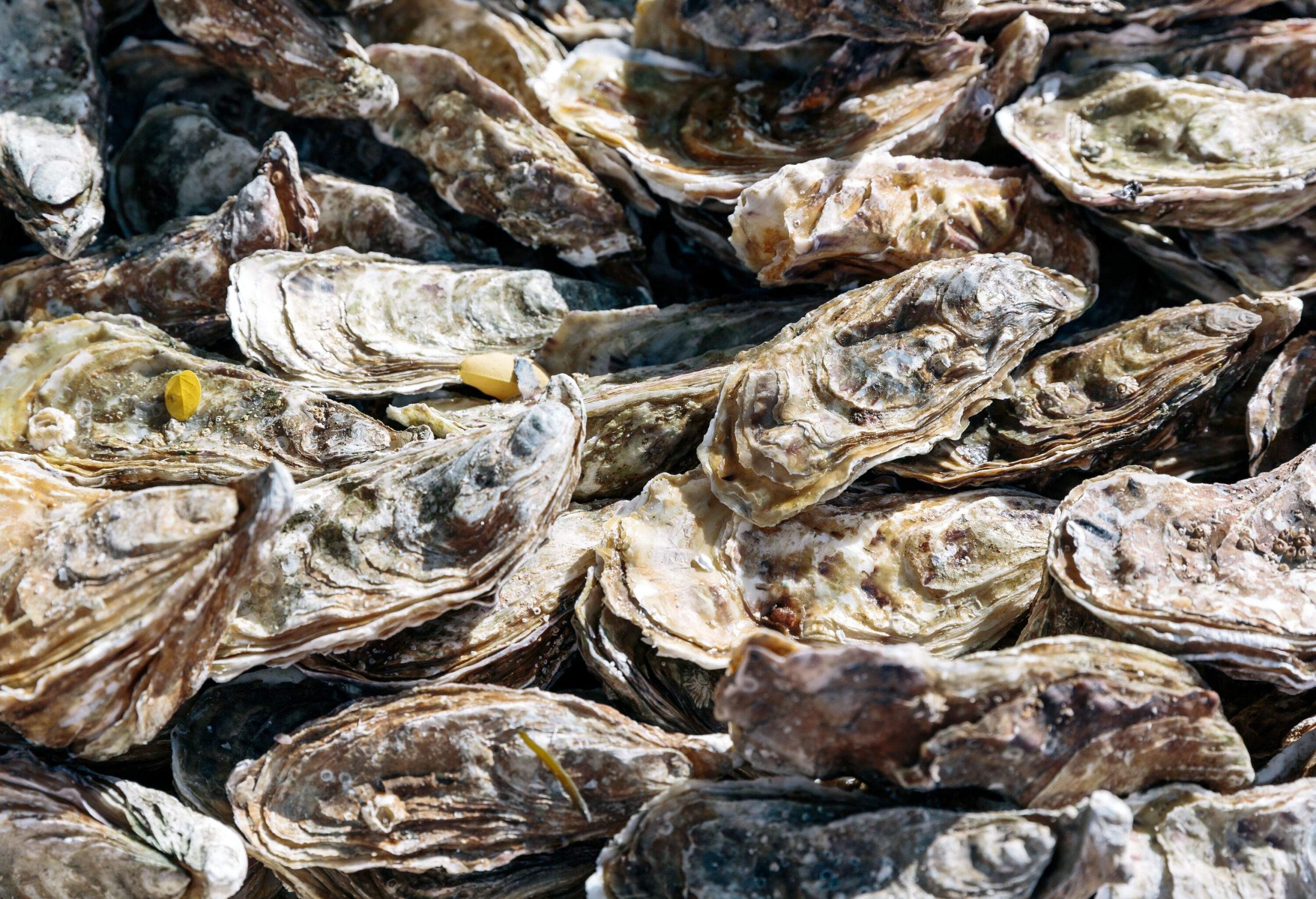 A heap of unopened oysters.