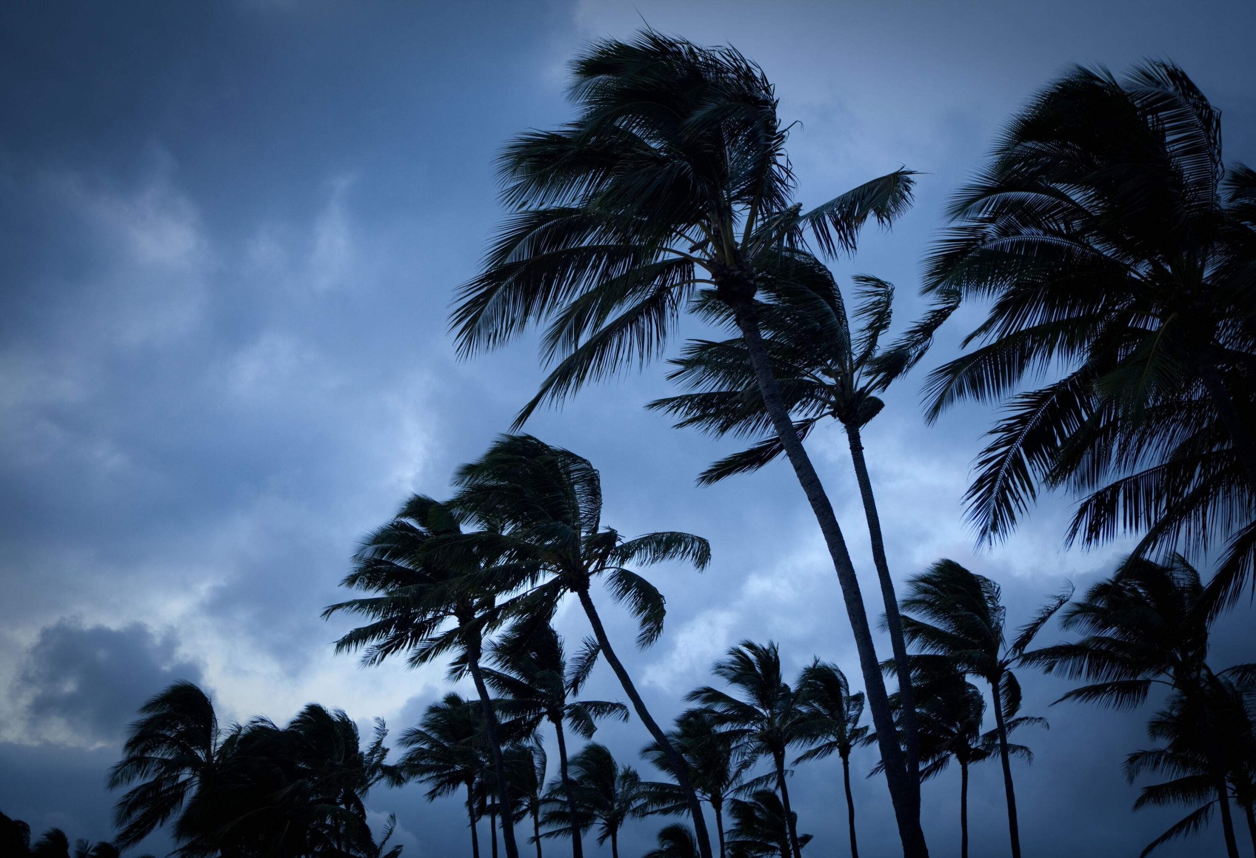 Palm trees in high wind with stormy sky in the background.