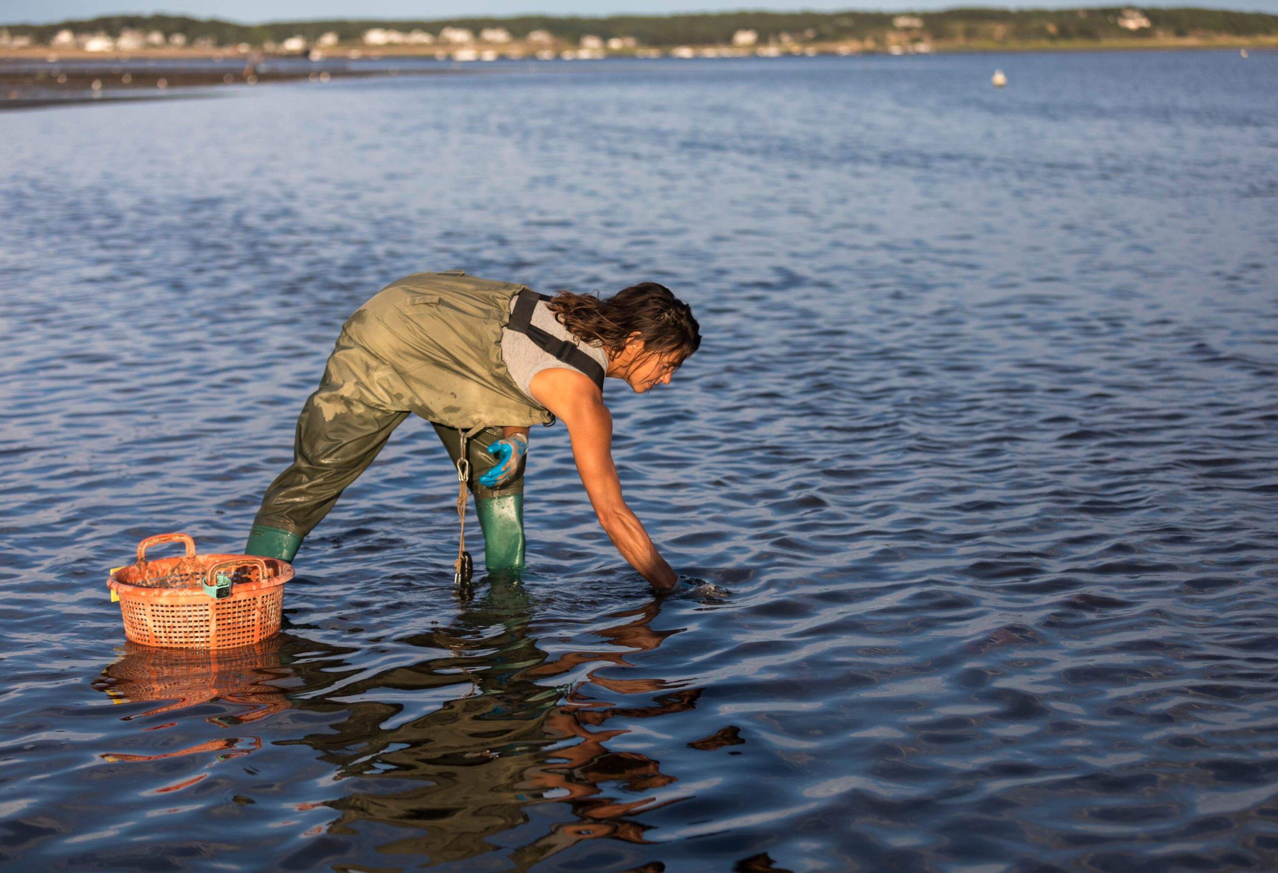 A woman harvesting oysters in the sea