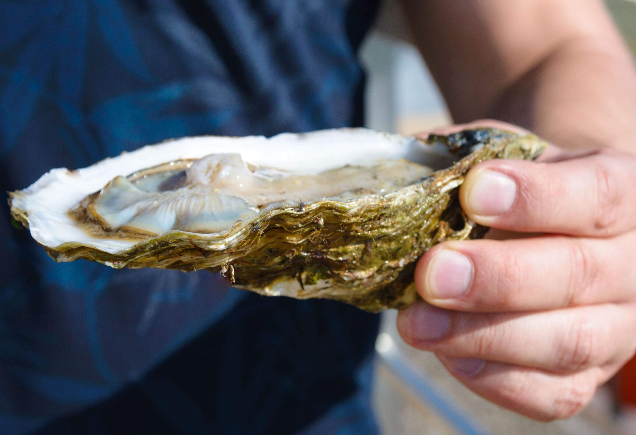 An individual holds a piece of fresh oyster.