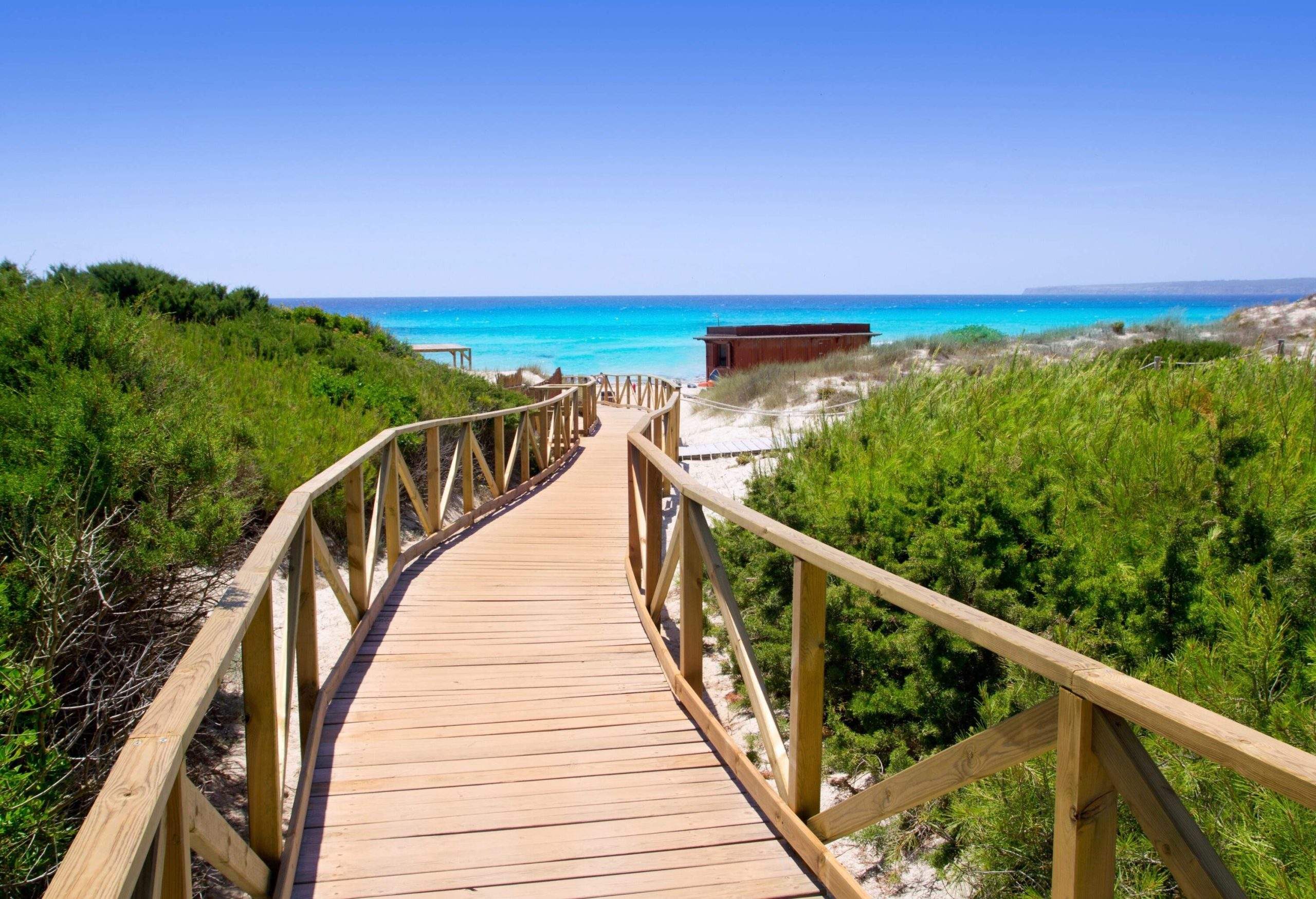 A wooden fenced pathway in the middle of lush bushes heading towards the beach.