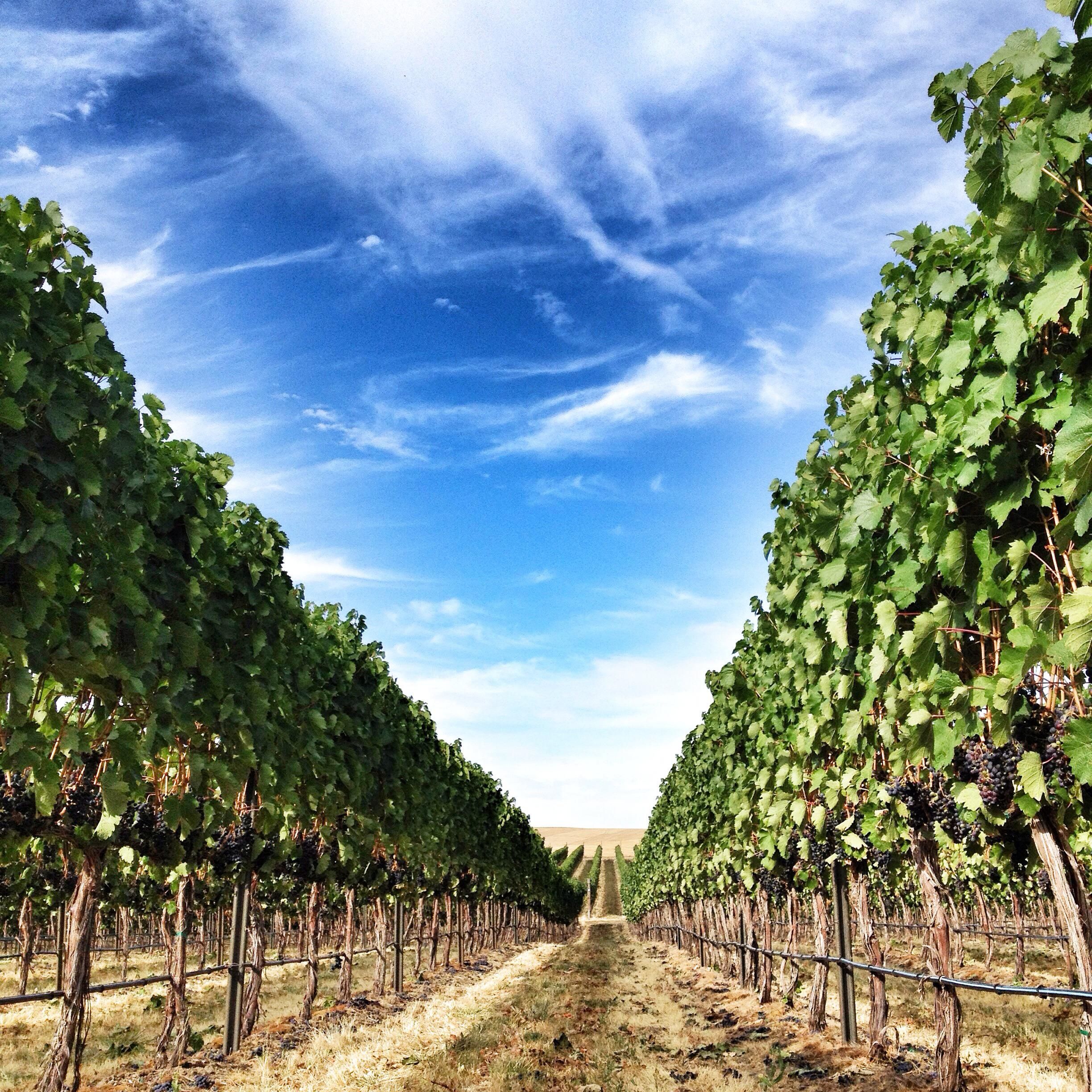 Find billige fly til Walla Walla i 2024/25 momondo