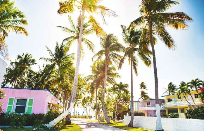 palm tree in florida - key west