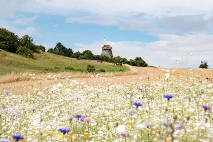 Vester Mølle, Søby, ©Bjørg Kiær