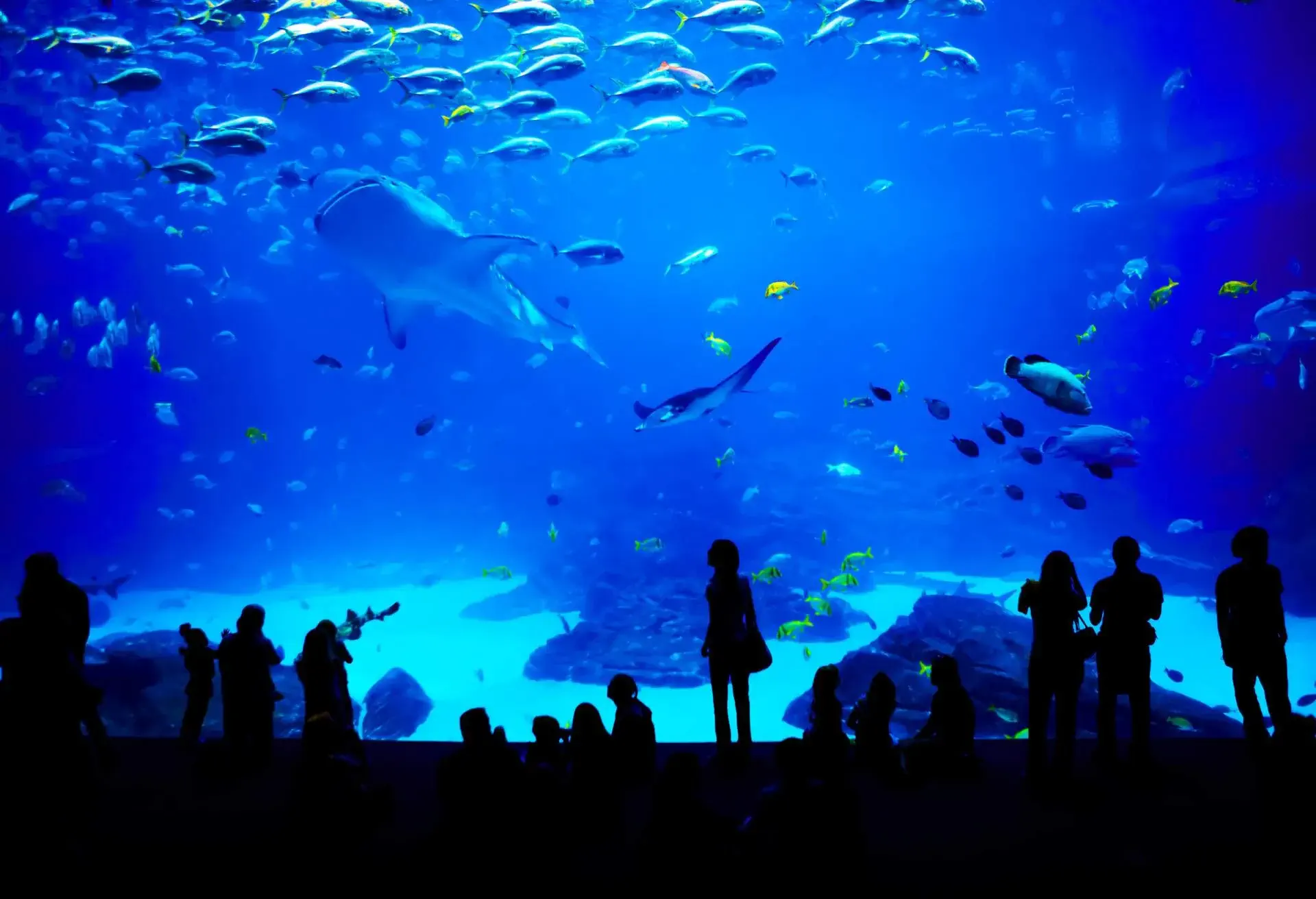People looking at fish in aquarium