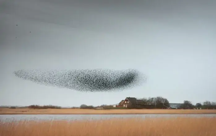 Sort Sol, ©Claire Droppert, VisitSønderjylland