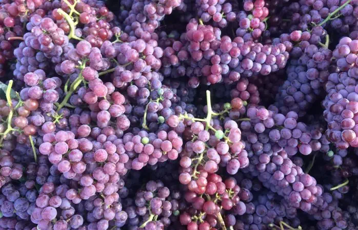 Foto fra Barfod Vin