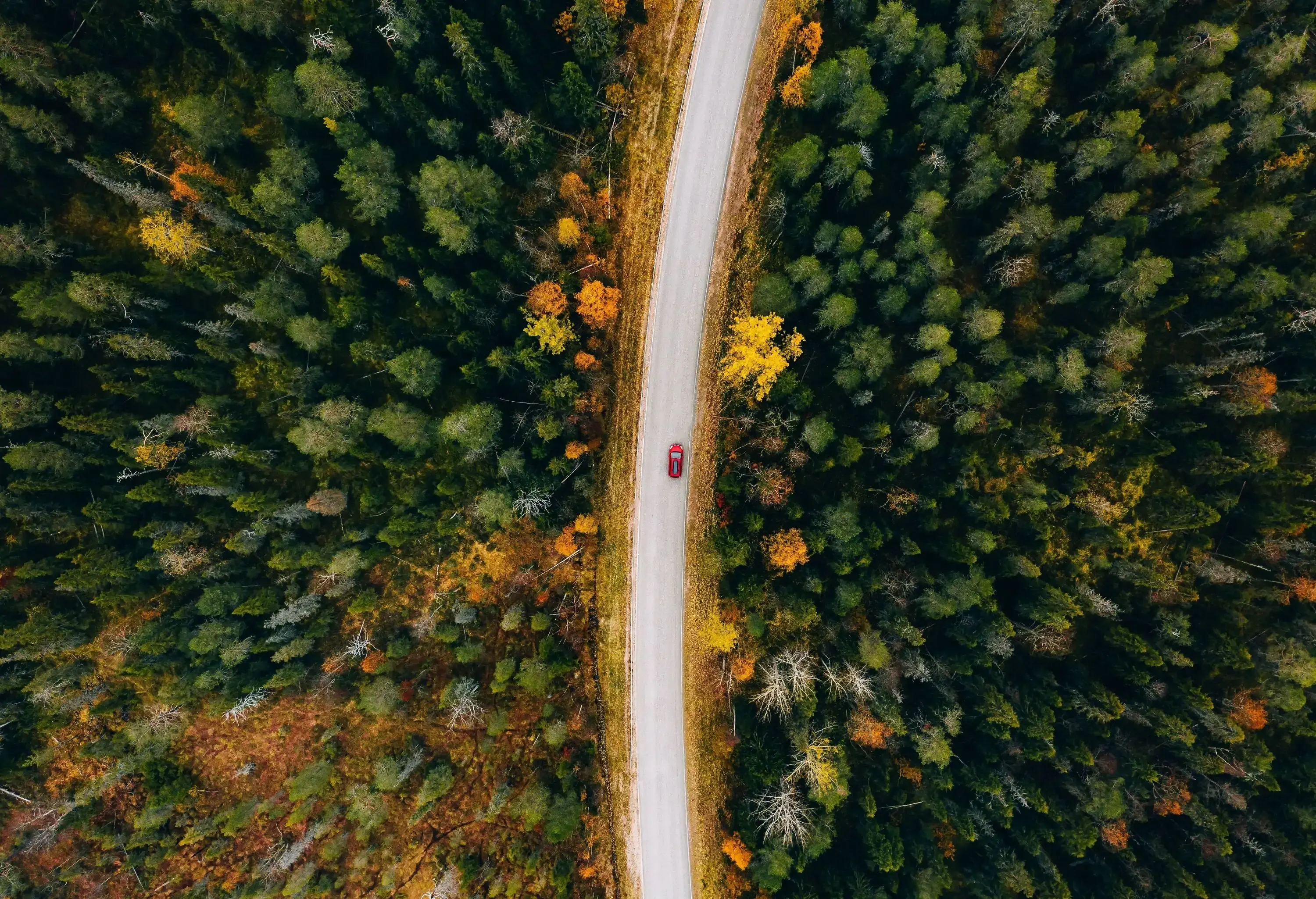 A red car driving through a woodland. 
