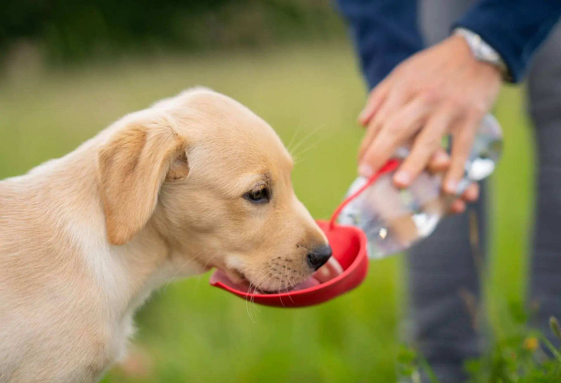 labrador puppy drinking water from dog bottle outdoors during walk