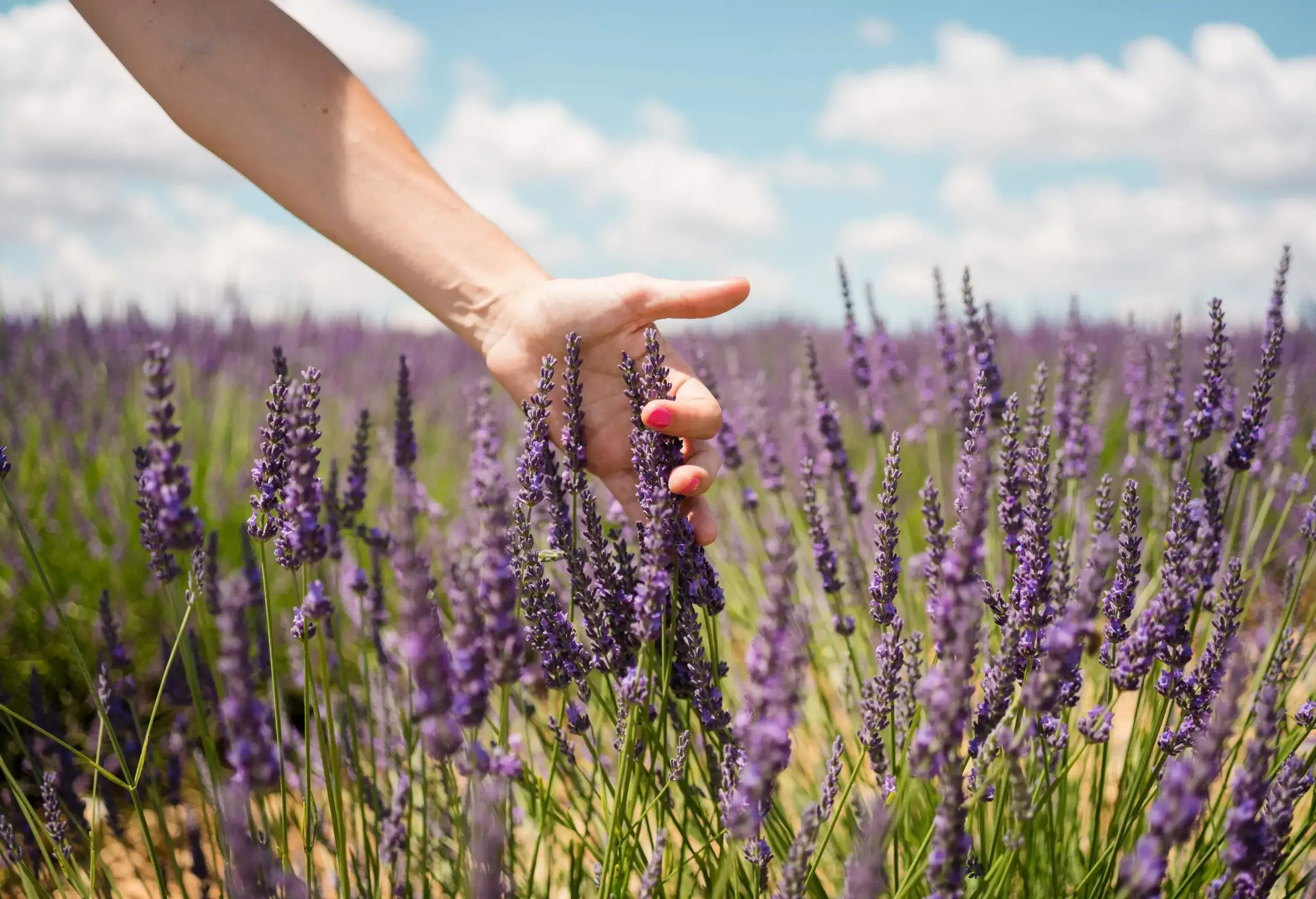 A hand reaches out to touch the lavenders in the field.
