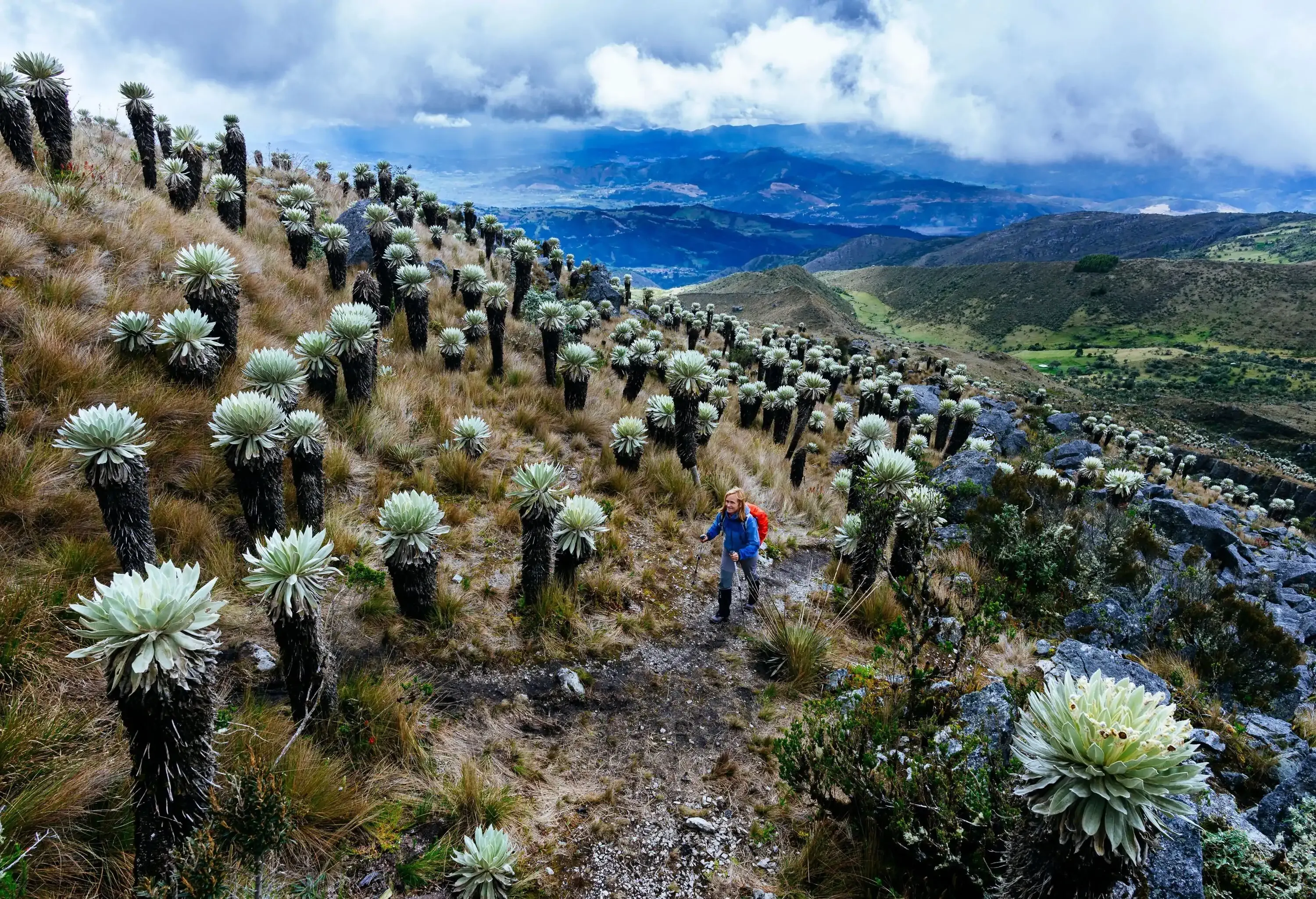 A hiker ascends a hillside trail with thick trunk plants with succulent-like flowers.