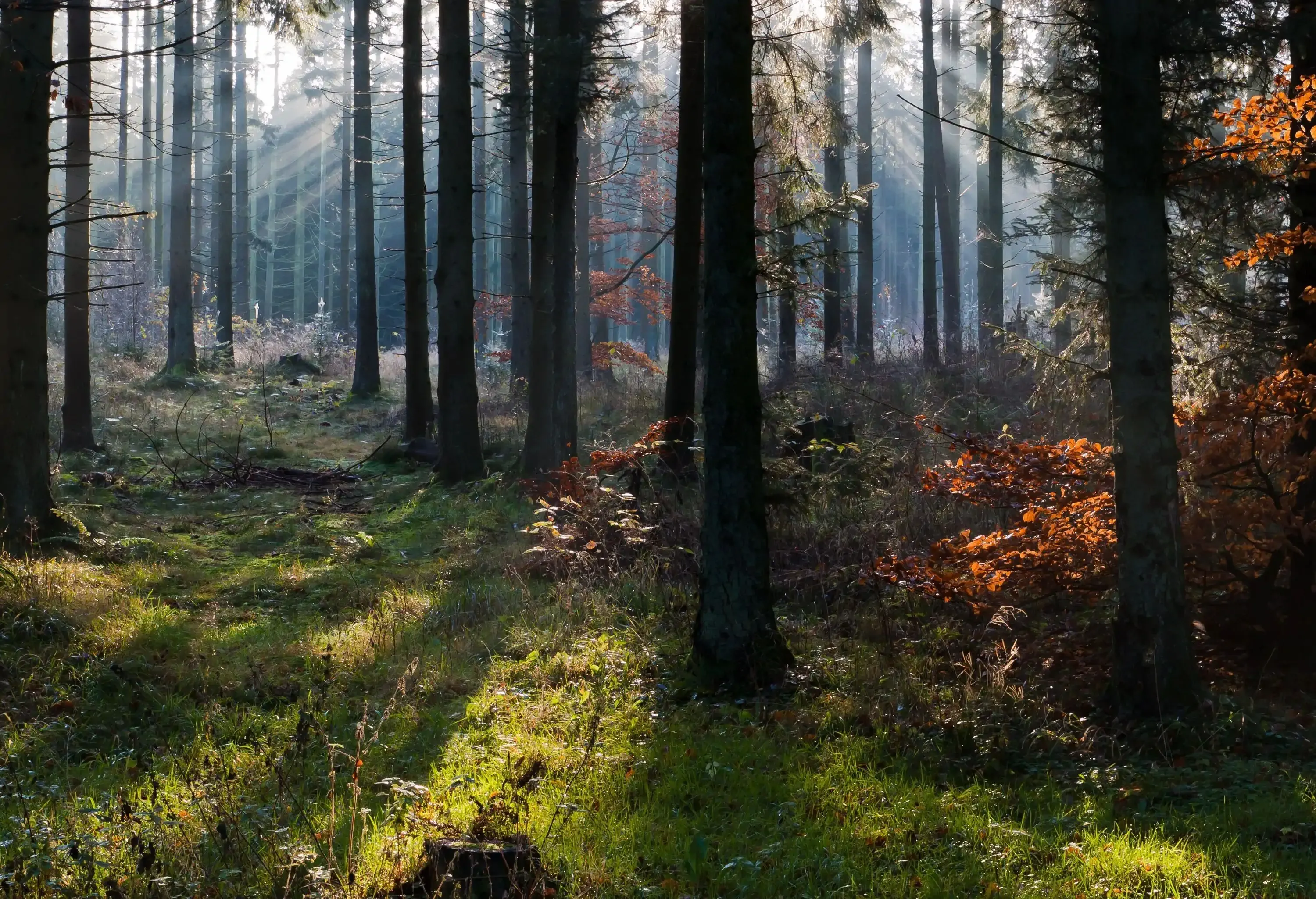 Sunbeams pour thrugh the naked trees on a misty autumn morning