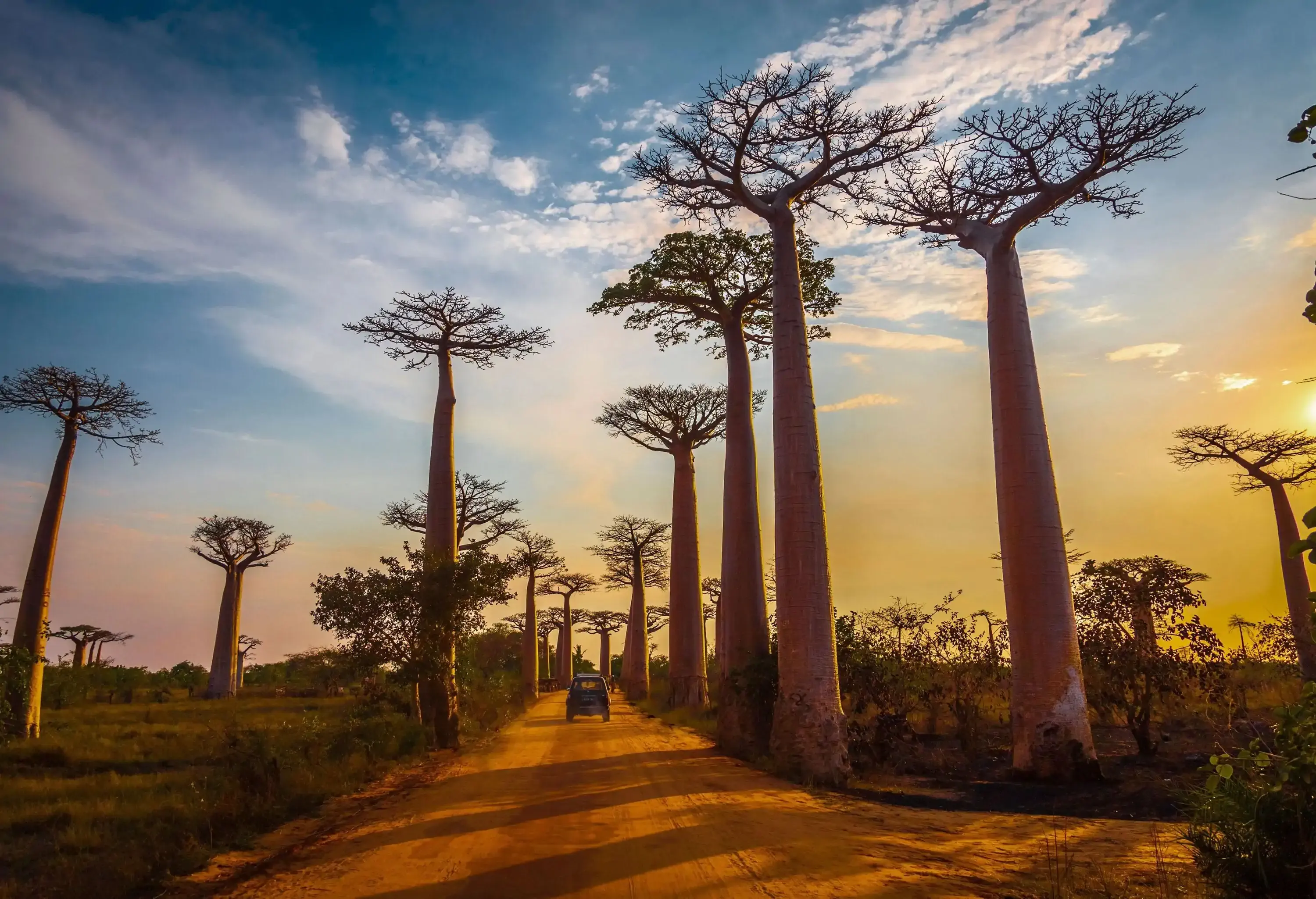 A car makes its way through the enchanting Avenida de Baobab at sunset, where the majestic baobab trees cast long shadows and create a striking contrast against the fiery sky.