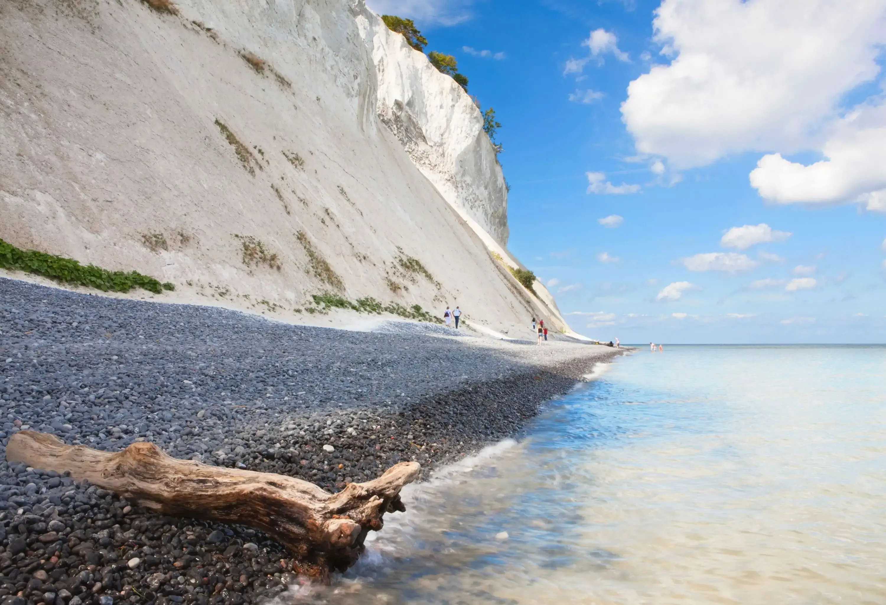 A driftwood on a pebbled beach along the steep white cliffs.