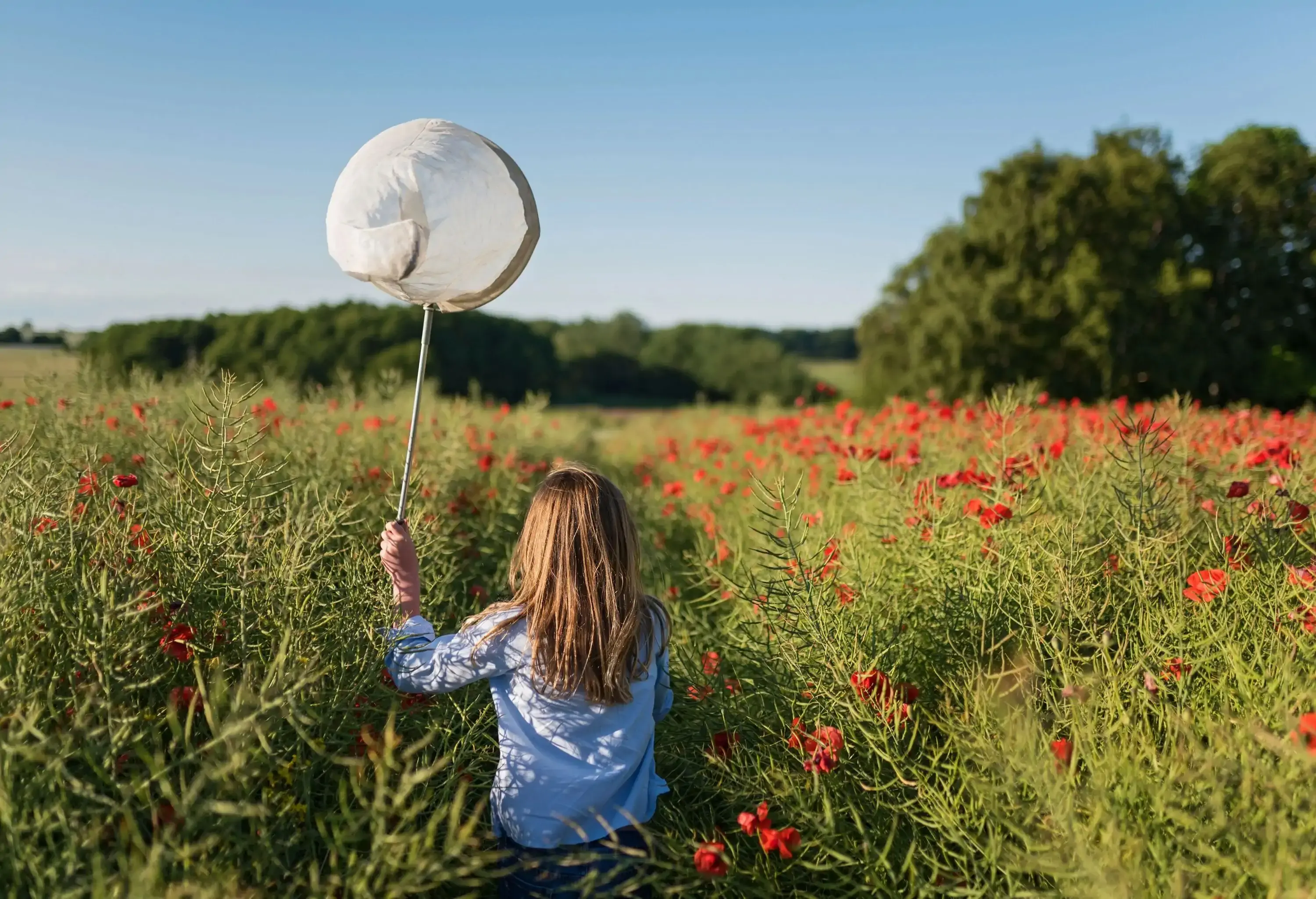 On a sunny day, a blonde girl holds an insect net in the middle of a lush, bushy evergreen shrub with flowering red poppies.