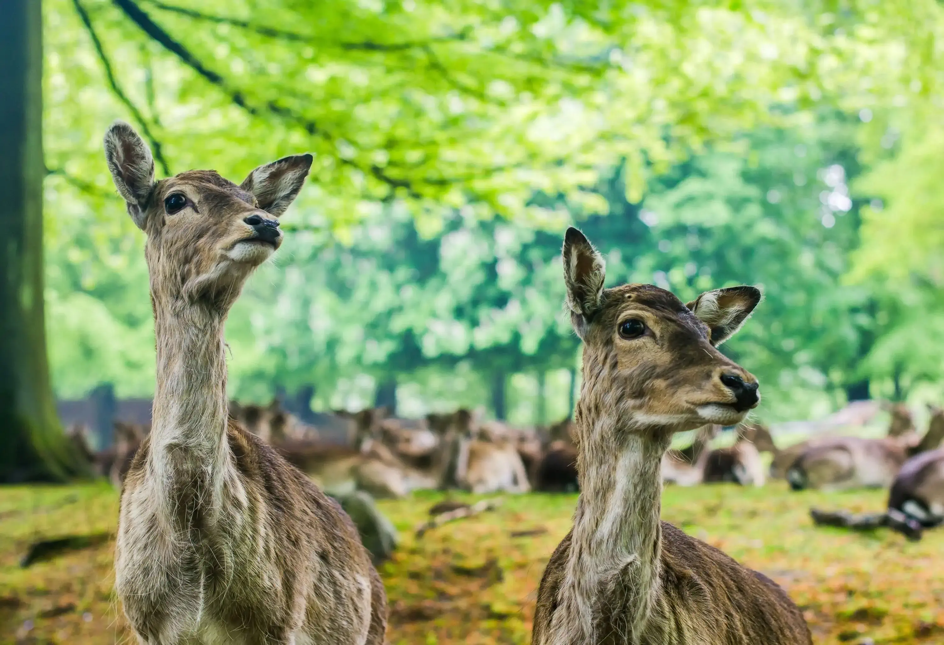 A couple of deer gazing sideways as they stand beneath a tree.