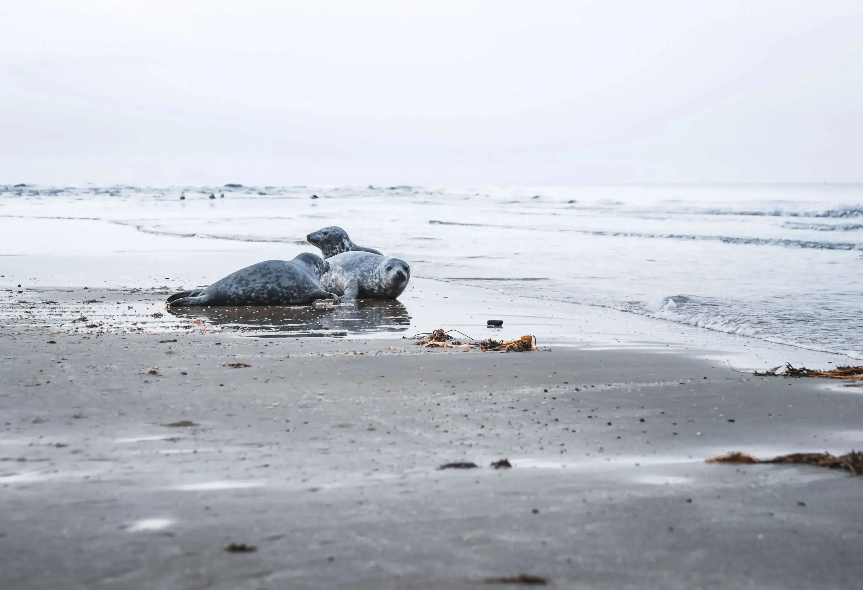 Three grey seals lazing on the beach.