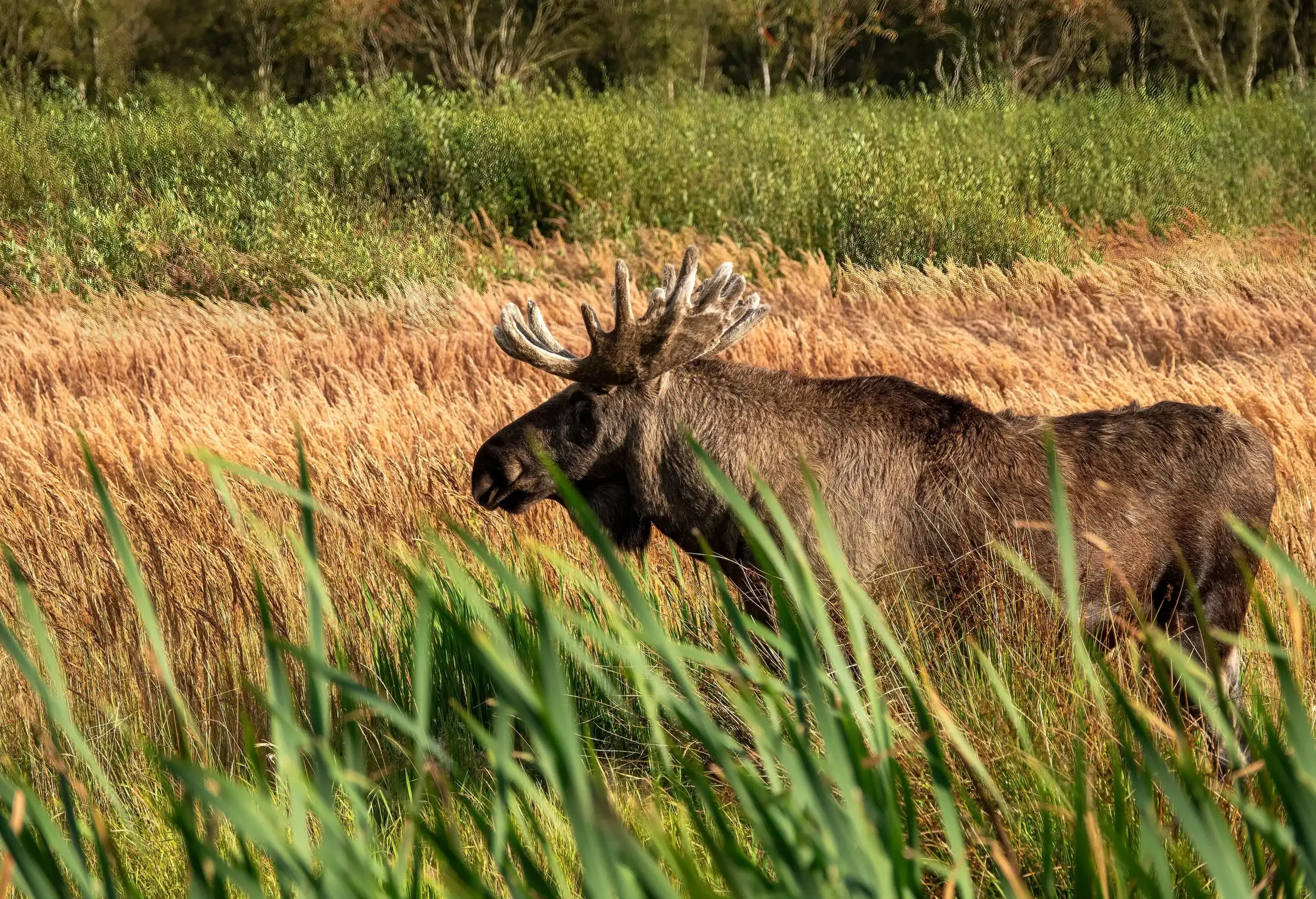 a male moose wild animal with big antlers in the wilderness