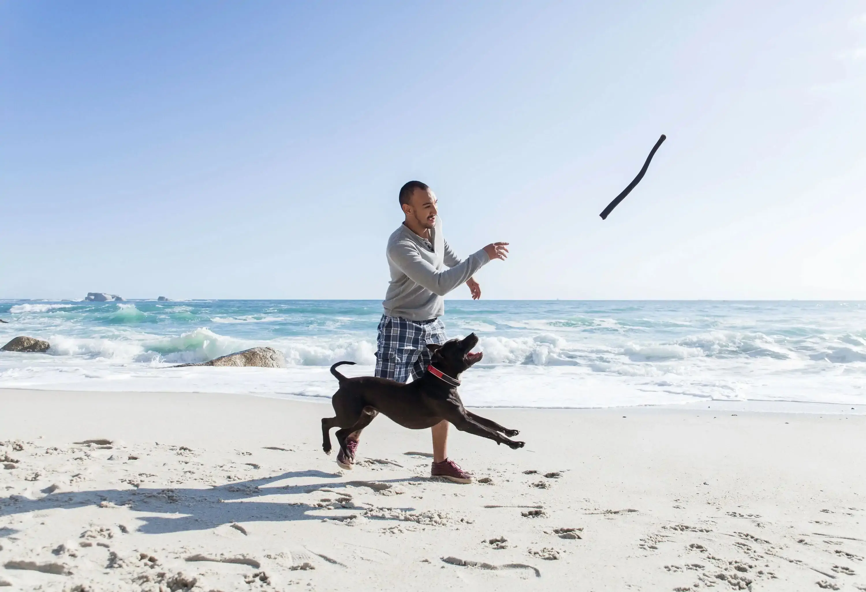 Young Caucasian man and his pit bull terrier are playing fetch at the magnificent beach, and the dog is leaping after the stick.