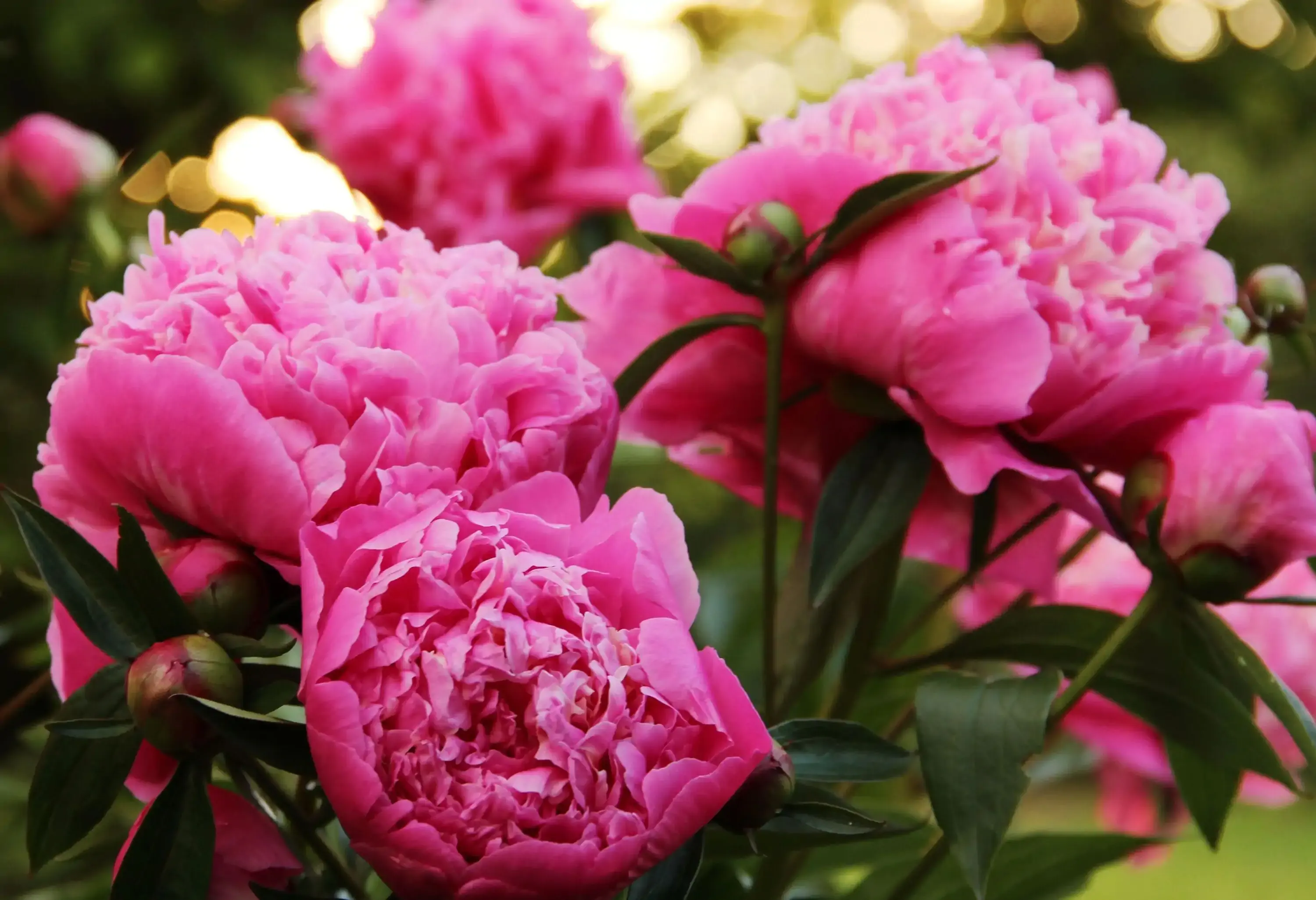 Pink peonies, exquisite and vibrant, showcase their soft and delicate petals, evoking a sense of beauty, elegance, and grace.