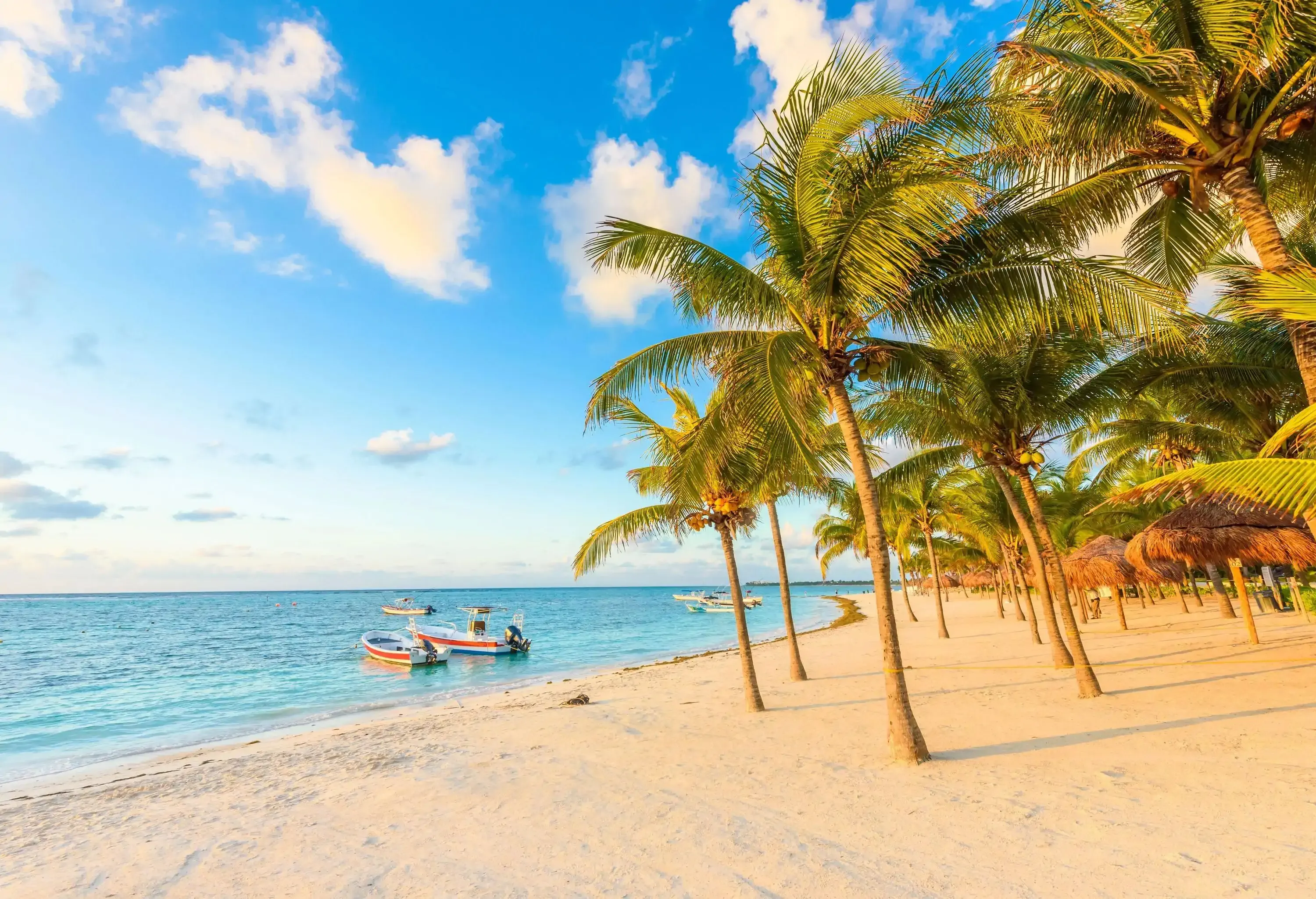 Some boats moored along an empty beach packed with lush palm trees.