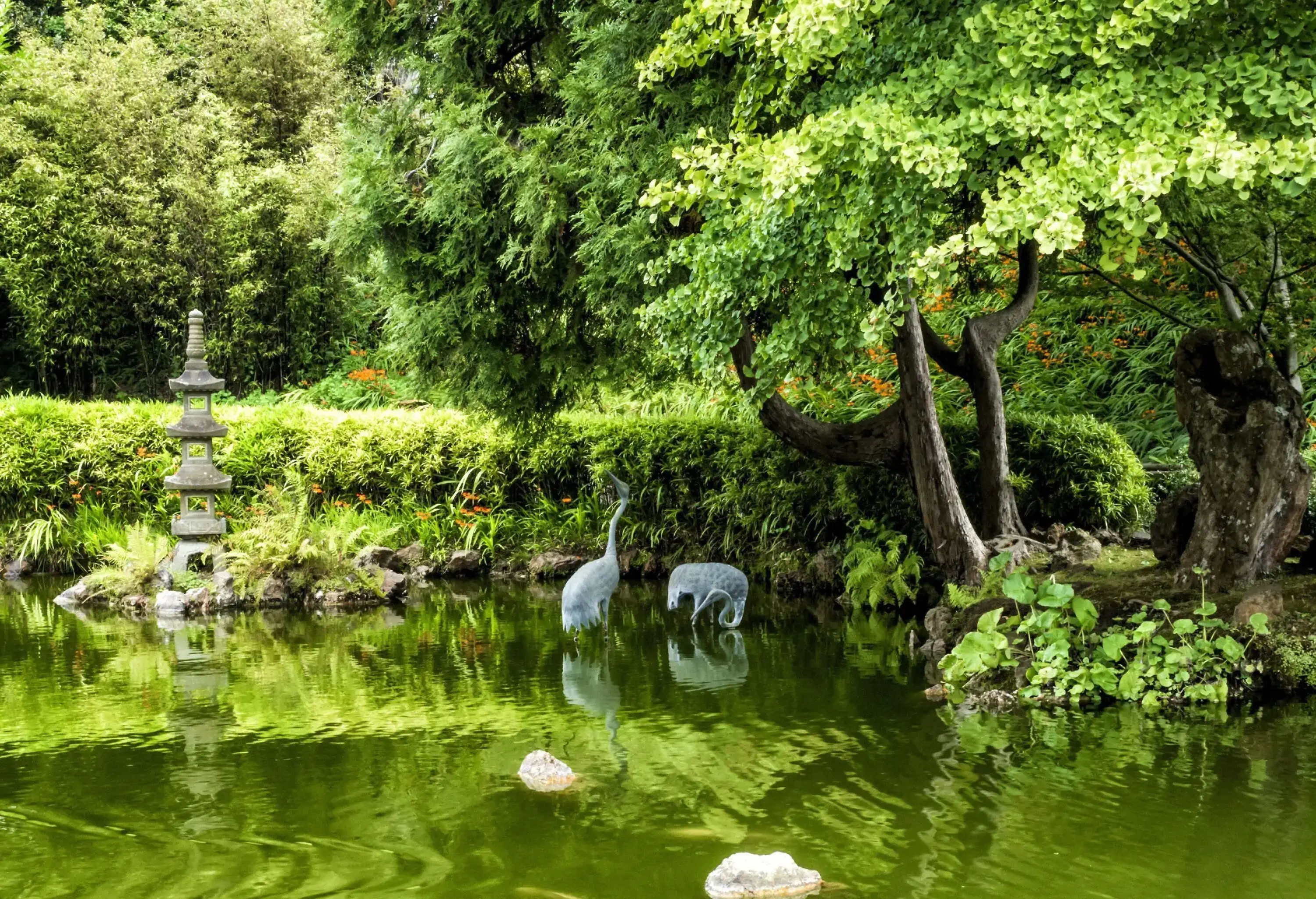 A tranquil green pond in the centre of a verdant park.