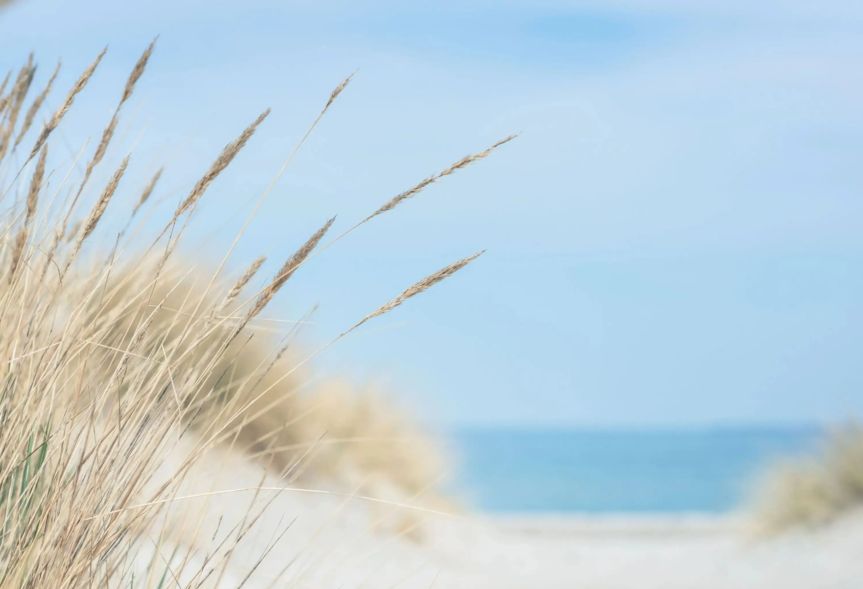 Dry beach grass on a sandy dune with a blurred view of the ocean and sky in the background.