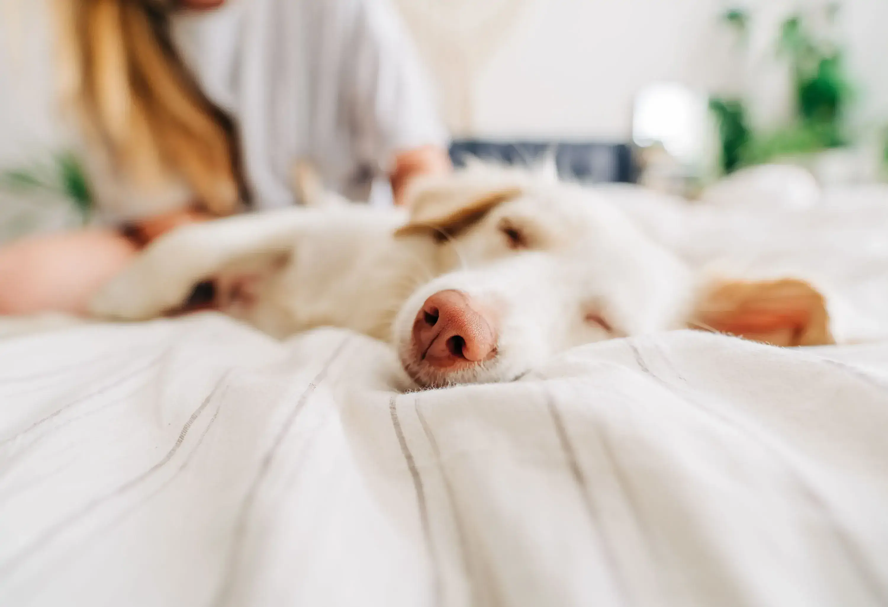 A woman pets a dog that is sleeping on a bed.