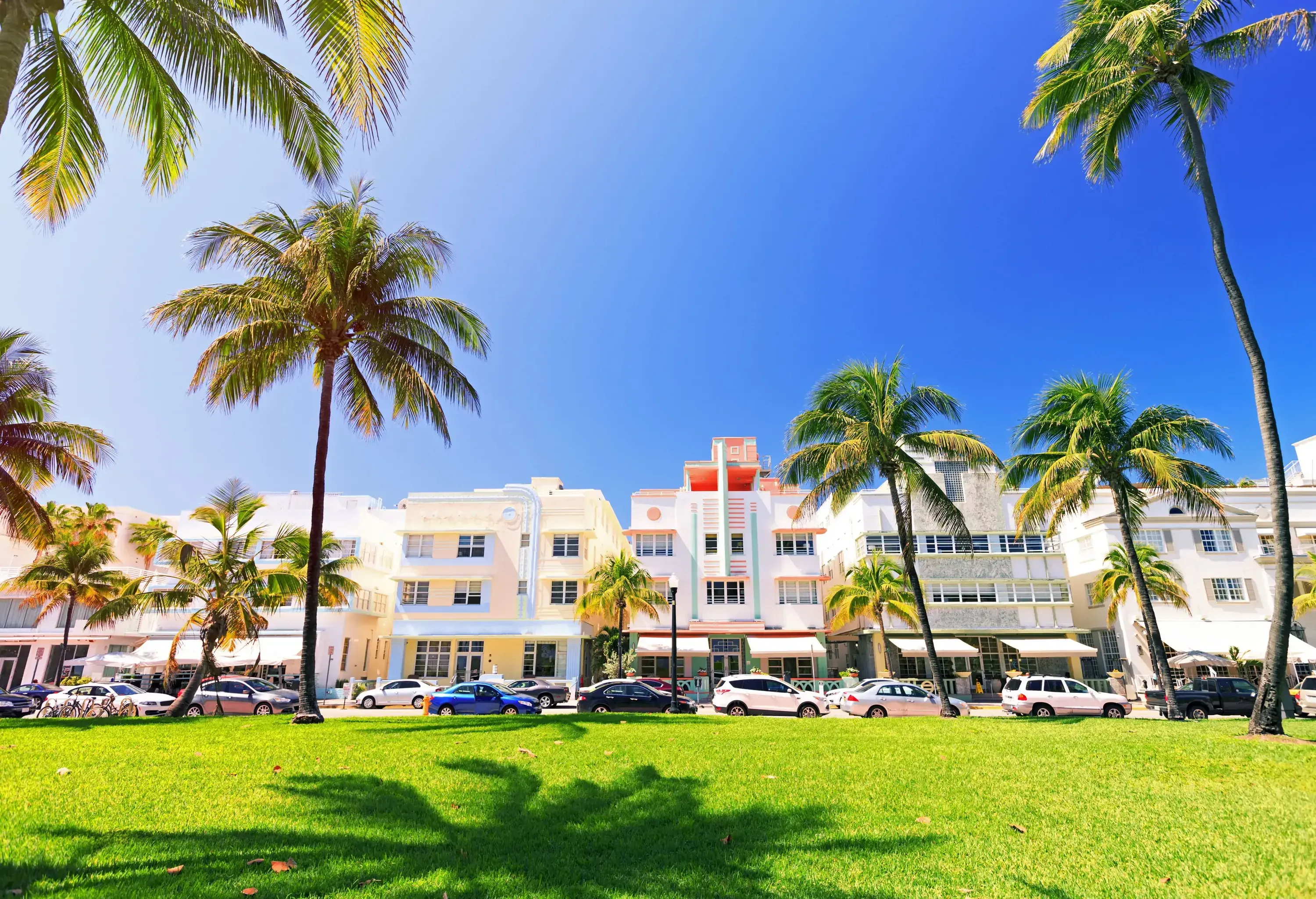 A lush park with tall coconut trees across from a line of buildings and parked cars along the side of a street.