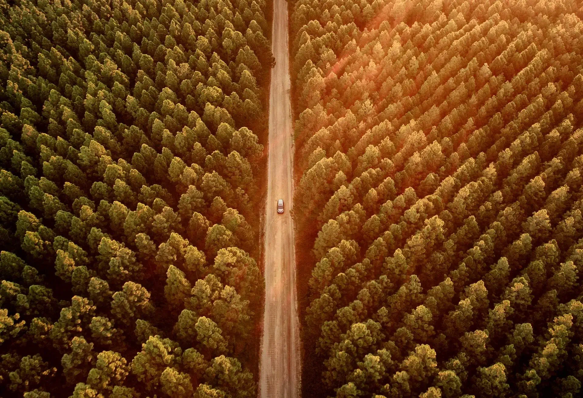 Toyota SUV driving along secluded dirt road through a pine forest plantation in Queensland Australia at sunset.